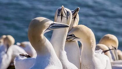 中国香港伴游，定制QQ：3494206190微信：act1322